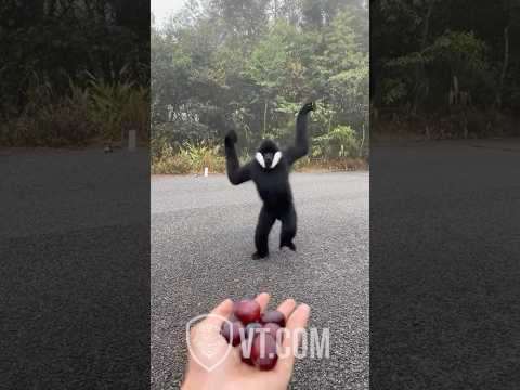 Black Monkey Reunites With His Old Friend PT.17