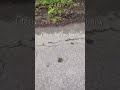 WILD BABY BUNNY ON THE ROAD!