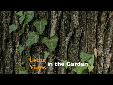 Using Vines in the Garden