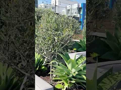 Another Sunny Day at Oran