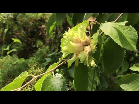 コリロプシス・パウシフローラ