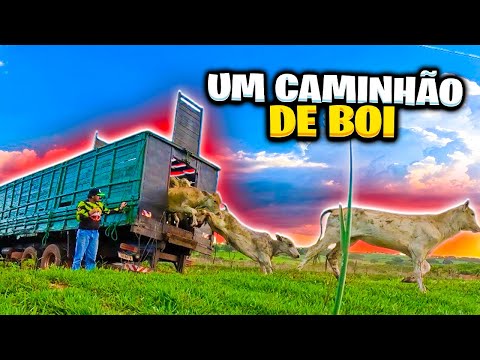FIM DE ANO CHEGOU UM CAMINHÃO DE BOI DE RODEIO