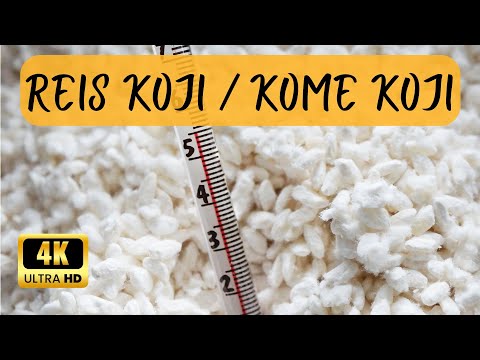 Selbst herstellen von Reis Koji / Kome Koji  - Schritt für Schritt erklärt