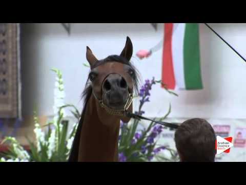 N 54 NAIFA AL KHALEDIAH   Prague Intercup 2015   Mares 4 6 years old Class 7