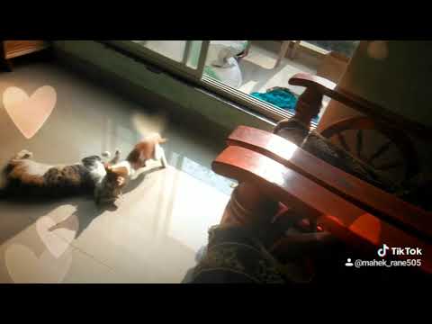 I hope you have a very meowy day 😽❤️