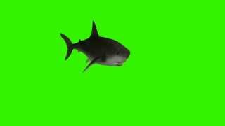 preview picture of video 'Tiburon pantalla averde (shark green screen 1080p)'