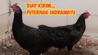 Download lagu Jual ayam pelung betina siap produksi / peternak indramayu mp3