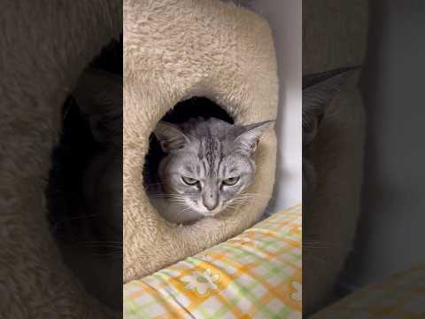 youtube-動物記事1970/01/01 09:00:00