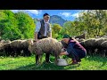 How Do Shepherds Live Nowadays Making Sheep Milk Cheese And Cooking A Delightful Dinner