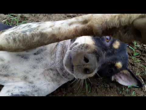 ●Two dog and very funny video in village kids-Vinod Malik