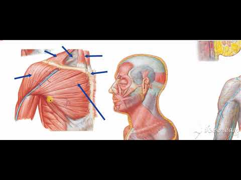 Pectoral region fascia 2