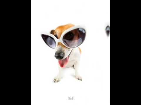 Meme do cachorro "a a folou" || I Follow Rivers