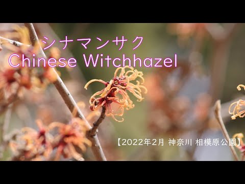 中国マンサク 植物