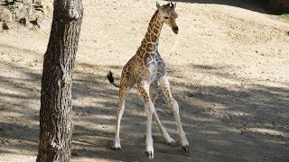 Giraffe Calf's First Day in Habitat