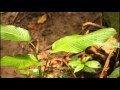 Ecology of the honduran white bat - Ectophylla alba (La Selva Biological Station - Costa Rica)