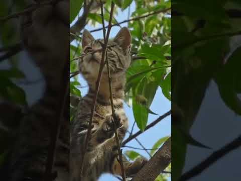 Why do cats like to climb trees?#Shorts