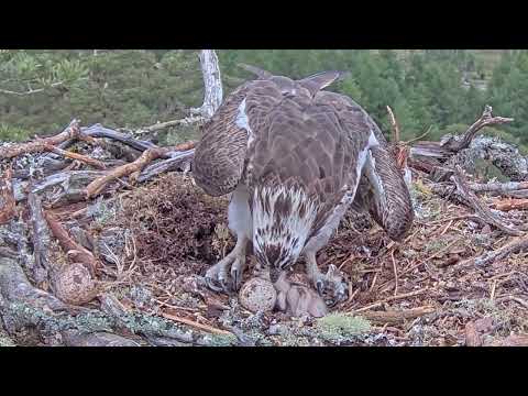 Watch those big feet Louis! Loch Arkaig Osprey chick gets stood on! No harm done 24 May 2025 (zoom)