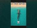 Giant Hammerhead Shark Stalks Then Attacks Beachgoers Beach Sharks Shorts