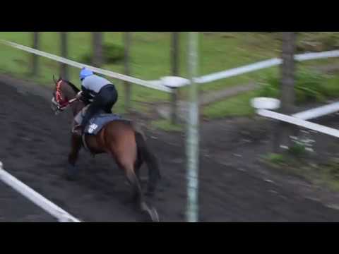 Table Bay ... { Gujadhur StAble } (13/03/18)