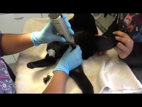 Castration Male Cat