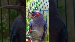 Download lagu SRIGUNTING BAHAN SUSAH BUNYI PANCING INI SRIGUNTING ABU ABU GACOR mp3