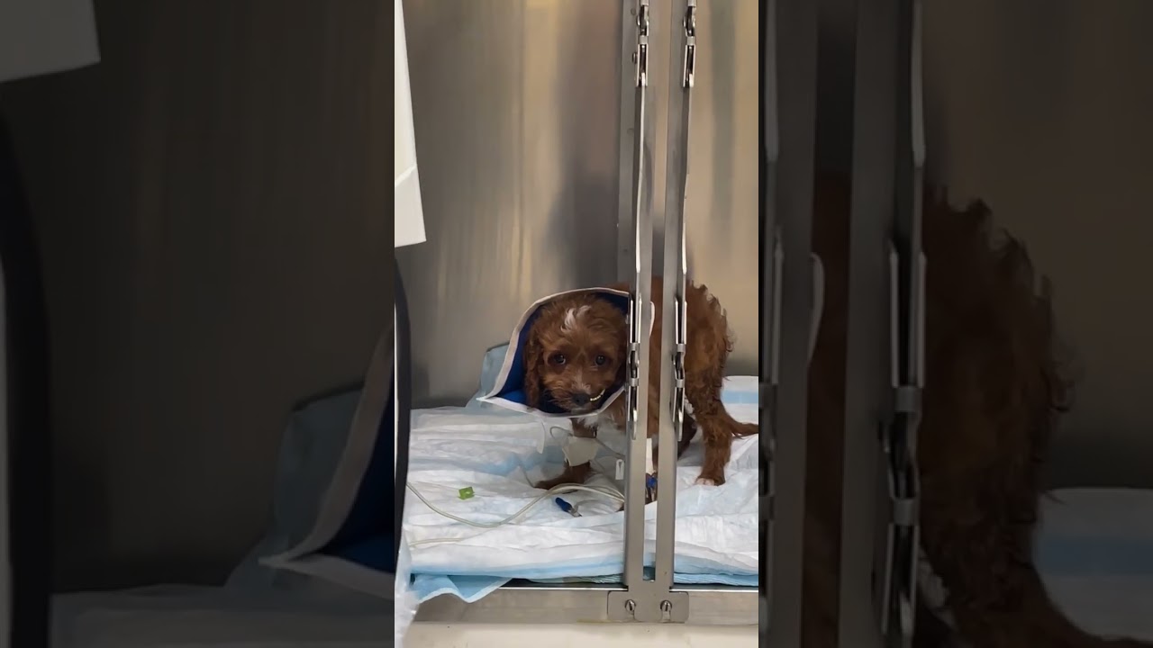 UPDATES ON SPENCER AND STARLA – PARVO PUPPIES UPDATES ON SPENCER AND STARLA – PARVO PUPPIES
