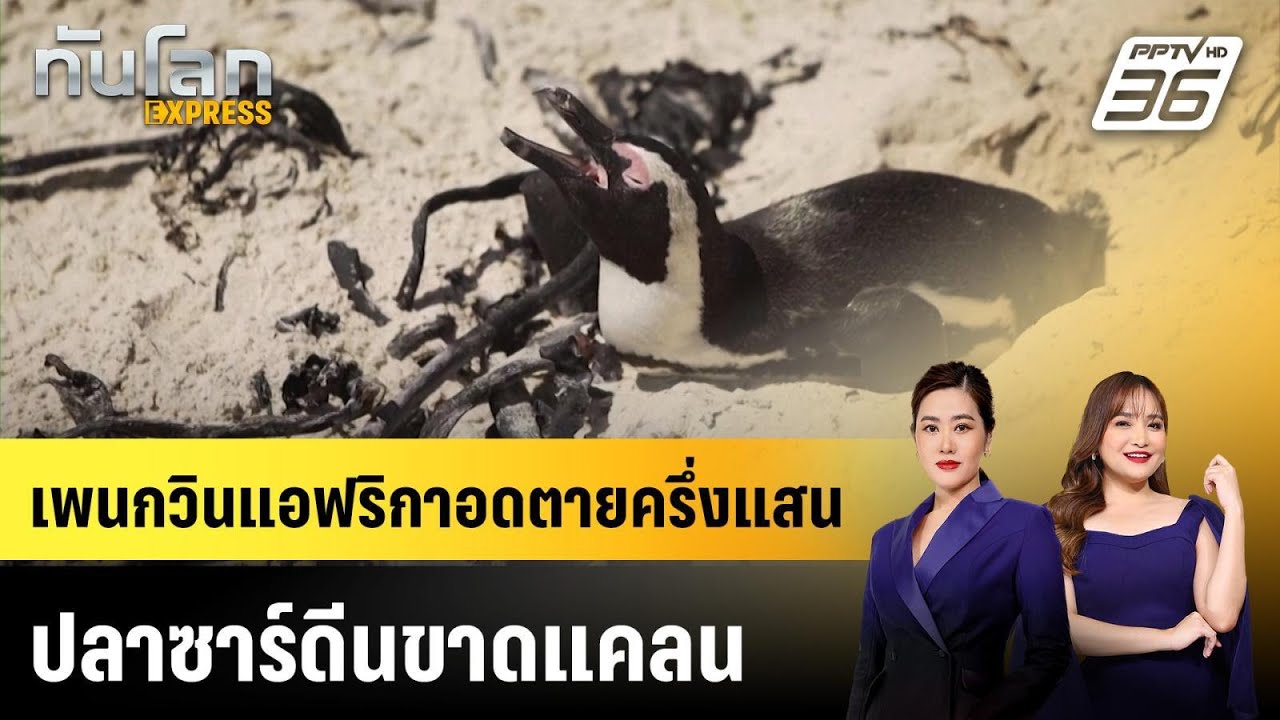 เพนกวินแอฟริกาอดตายครึ่งแสน ปลาซาร์ดีนขาดแคลน | ท?