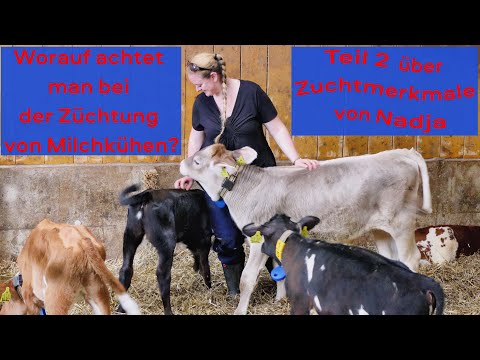 Wie werden unsere Kühe gezüchtet? Nadja erklärt, auf was es ankommt!