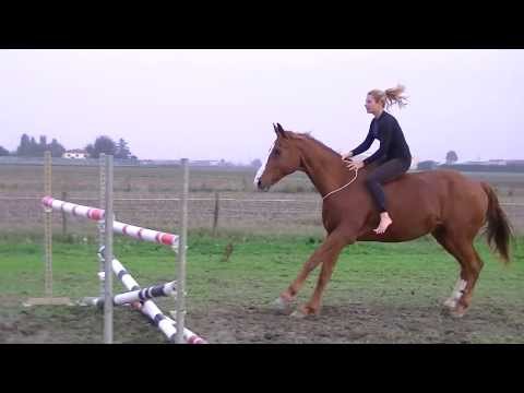 , title : 'Free Riding - Horse jumping brideless 125 cm - Salto ostacoli senza finimenti - Goro e Chiara'