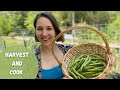 How to harvest and preserve fava beans (plus my favorite way to cook them!) | Harvest and Cook