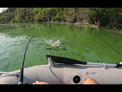 Is there Bass in Saskatchewan?