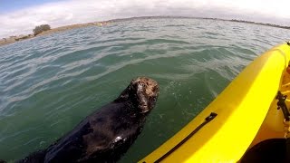 Dreaming Sea Otter at Elkhorn Slough