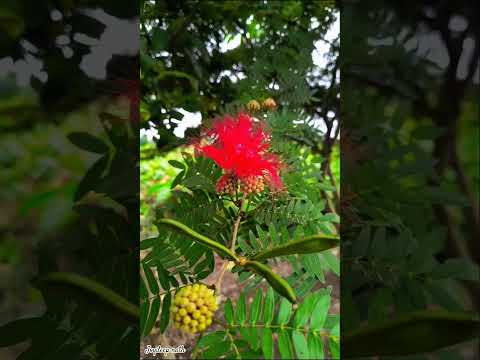 beautiful flowers #flowers #beautiful #green #reddeadredemption