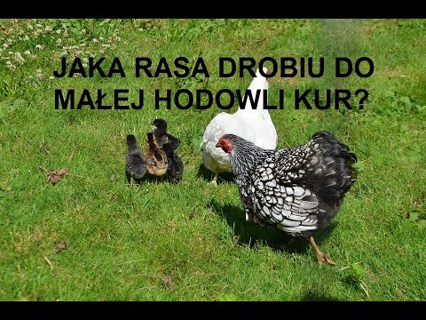 , title : 'Odcinek 756 NAJLEPSZA RASA DROBIU DO PRZYDOMOWEGO CHOWU RASY OGÓLNOUŻYTKOWE? PORADY I WSKAZÓWKI'