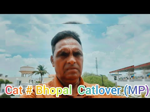 Cat#bhopal #youtube#Vlog #Vlogvideo #mukund Sable