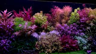 Welche Pflanzen Sieht Man In Diesem Aquarium Aquaristik Aquascaping Aquarienpflanzen