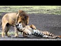 Download Lagu Pertarungan TERGILA Singa VS Harimau  yang Berhasil Terekam Kamera. Mp3 Free