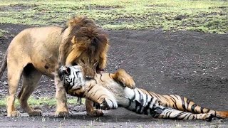 Download lagu The CRAZIEST Lion VS Tiger Fight Captured on Camera. mp3