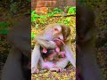 Mom Kick Baby Like Ball Cuz She Is Really Hard To Discipline Hybrid Baby Monkey