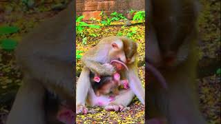 Mom kick baby like ball Cuz she is really hard to discipline hybrid baby #monkey