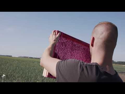 Steriele Insecten Techniek (SIT) van De Groene Vlieg