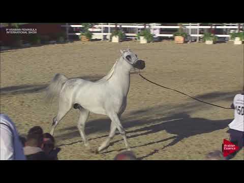 N.150 NEMROUD AL ZOBAIR - 2019 Qatar Int. Peninsula show - Stallions 4 to 10 years old (Class 10)