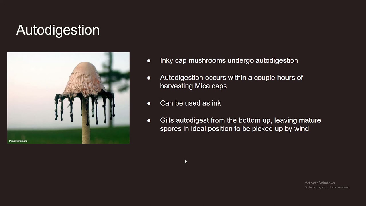 Coprinellus micaceus (Mica cap) Presentation - YouTube
