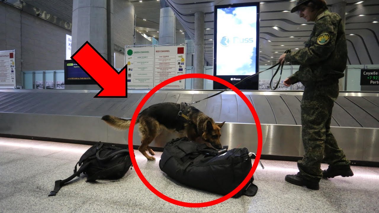 Perro corrió hacia la maleta y empezó a ladrar. CUANDO LA ABRIERON, LOS POLICÍAS EMPEZARON A LLORAR