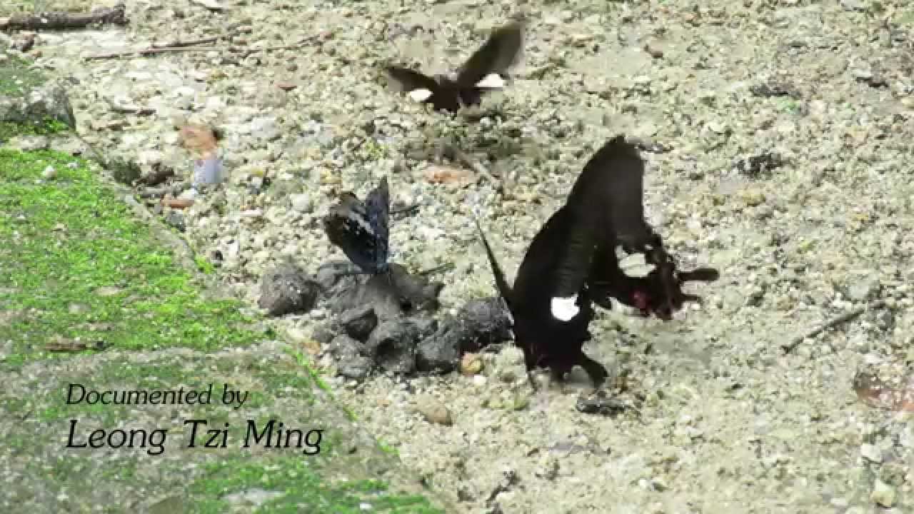 Papilio helenus Red Helen butterflies puddling on wet sand near stream in tropical rainforest showing black wings with red markings