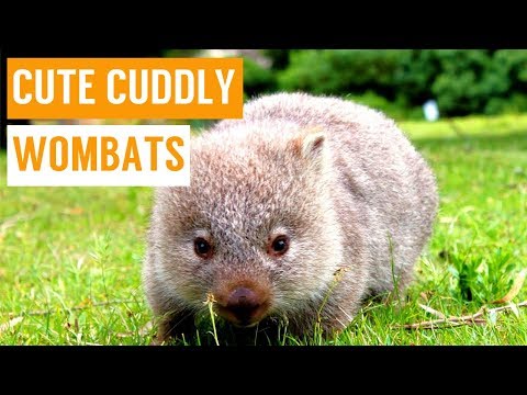 3 minutes de wombats mignons pour se détendre