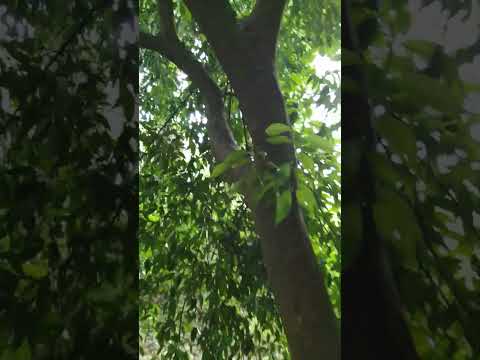una planta de mandarina  escondido en la selva del salto la Vieja tres isletas chaco 😍🥰