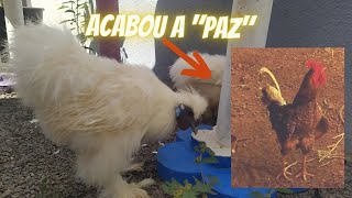comprei galinhas sedosas