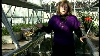 Как и когда правильно сажать тюльпаны весной - Видео онлайн