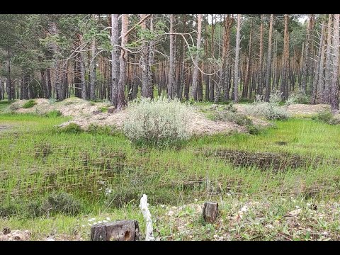 Concierto de ranas: así suena Pinar Grande tras una primavera de lluvia